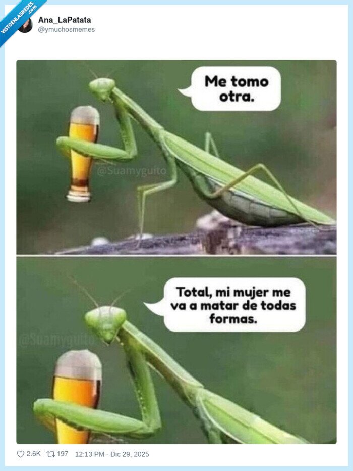 mantis religiosa,marido,cerveza