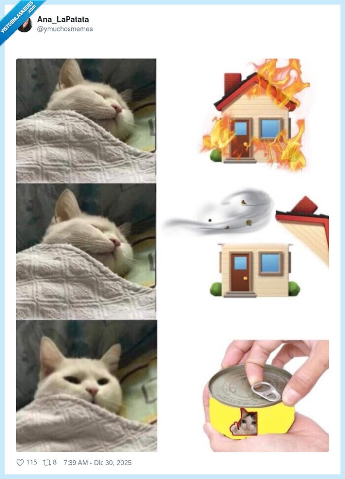 gato,casa,lluvia,lata,sorpresa