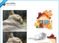 Enlace a Gatos siendo gatos, por @ymuchosmemes