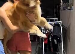 Enlace a Mi perro haría lo mismo, por @cornulda