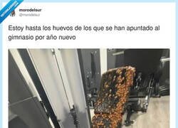 Enlace a De resaca pero hoy cumplo con el gym, por @morodelsur