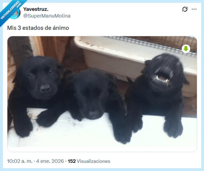 &aacute;nimo,estados,perritos