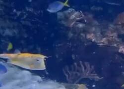 Enlace a El pez Trump no existe, por @Mr_Jones_k