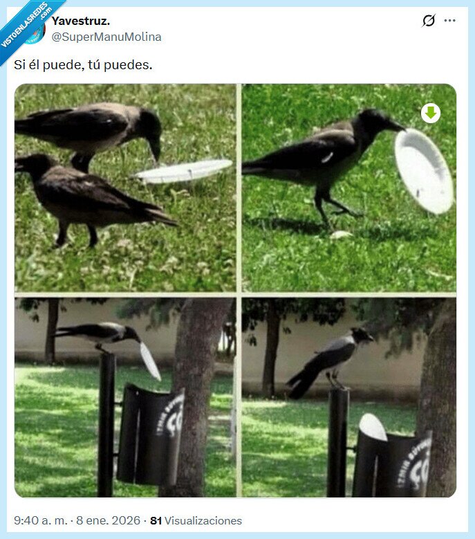 reciclar,cuervo,poder,basura