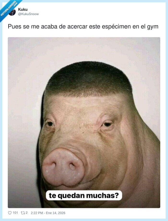 gym,cerdo,especimen,fuerza,motivacion