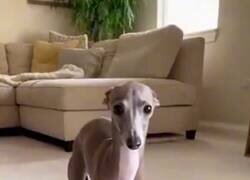 Enlace a El perro cuquifascista, por @Mortimer_Fu