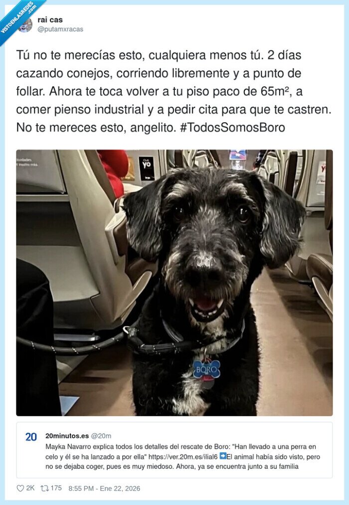 bono,tren,accidente,encontrado,perro
