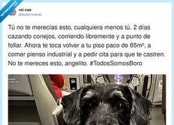 Enlace a Dos días siendo el lobo de la sierra y ahora vuelta al piso Paco, al pienso y a pedir cita pa’ la castración