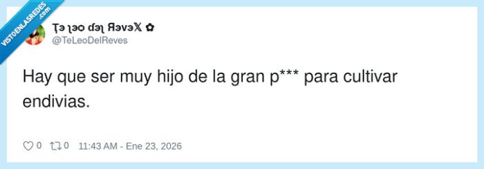 endivias,cultivo,frase,comentario