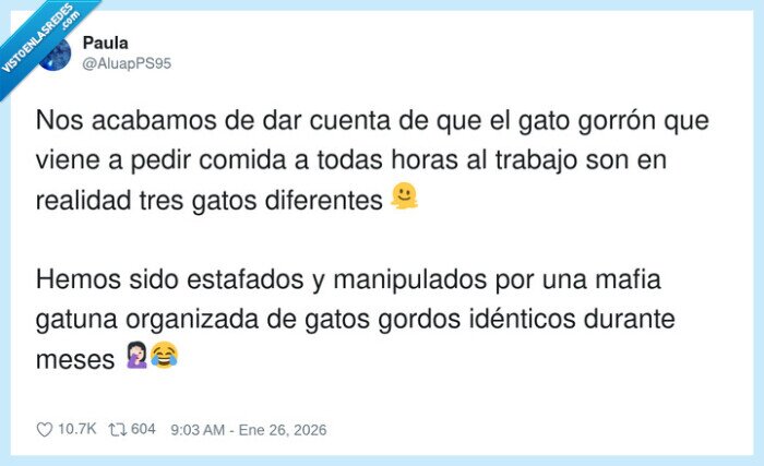 gatos,mafa,trabajo,comida,identicos