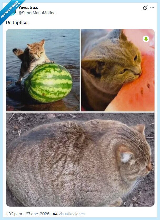 tr&iacute;ptico,gato,sand&iacute;a