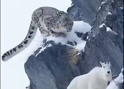 Enlace a Qué estará pasando por su cabeza, por @EsTTAnimalesEnX