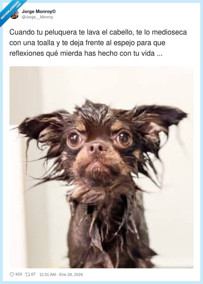 perro,cabello,reflexi&oacute;n,peluquer&iacute;a,cara