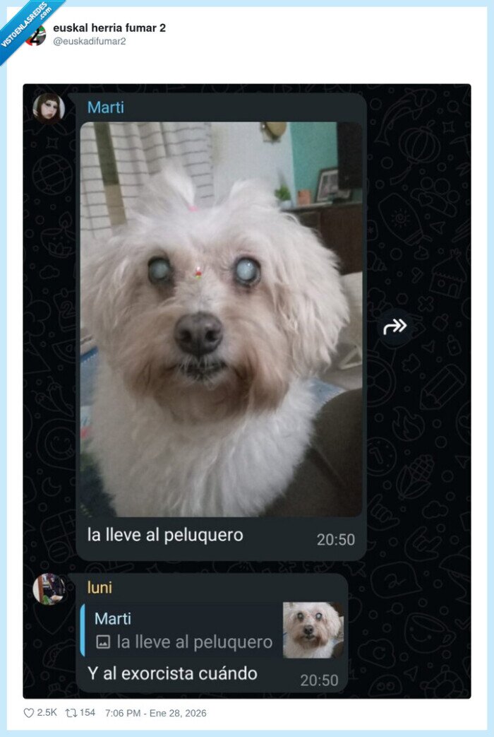 perro,peluquer&iacute;a,exorcismo,cara,cabez&oacute;n