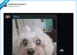 Enlace a La llevé al peluquero… y volvió en modo ‘te leo el alma’, por @euskadifumar2
