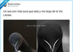 Enlace a A sus pies, mi ama, por @RincnCuriosoo