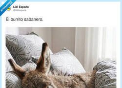 Enlace a Yo también venía a por una sábana bajera y he acabado adoptando una siesta, por @lidlespana