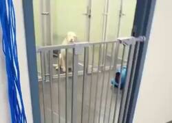 Enlace a Ah, mira, mi humana ha vuelto… pensé que ya me dejabas en modo hotel para siempre, por @Animalesaprieto