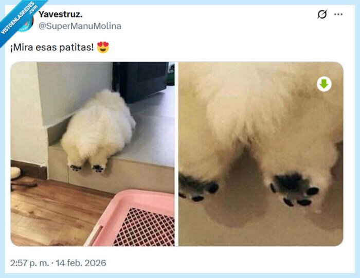 patitas,perrito