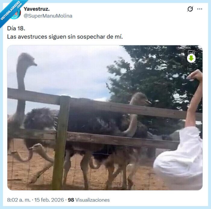 avestruz,inc&oacute;gnito