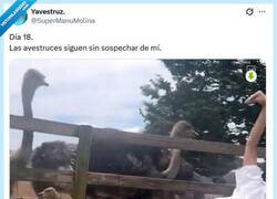 Enlace a Ni se percatan por @supermanumolina