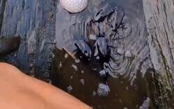 Enlace a Brutal: Cuando se siente amenazado, el pez globo traga grandes cantidades de agua o de aire para aumentar su tamaño