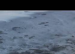 Enlace a Disfruta, Toby, por @Don_Favs