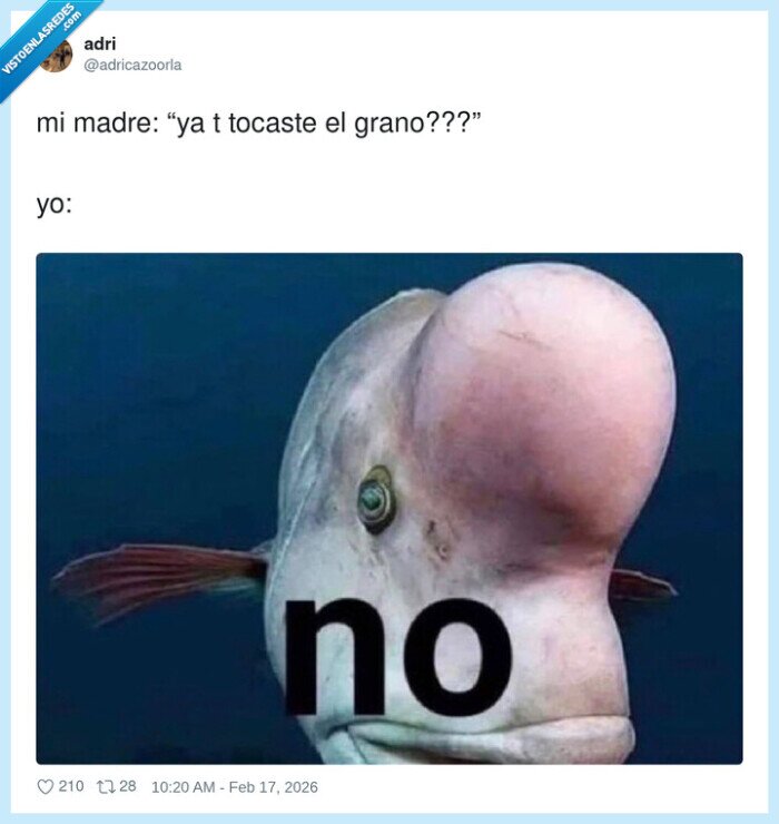 madre,grano,verg&uuml;enza,negaci&oacute;n,whatsapp