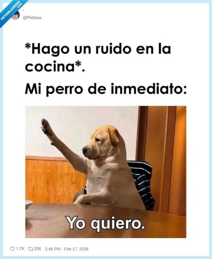 perro,cocina,comida,ruido,ansia