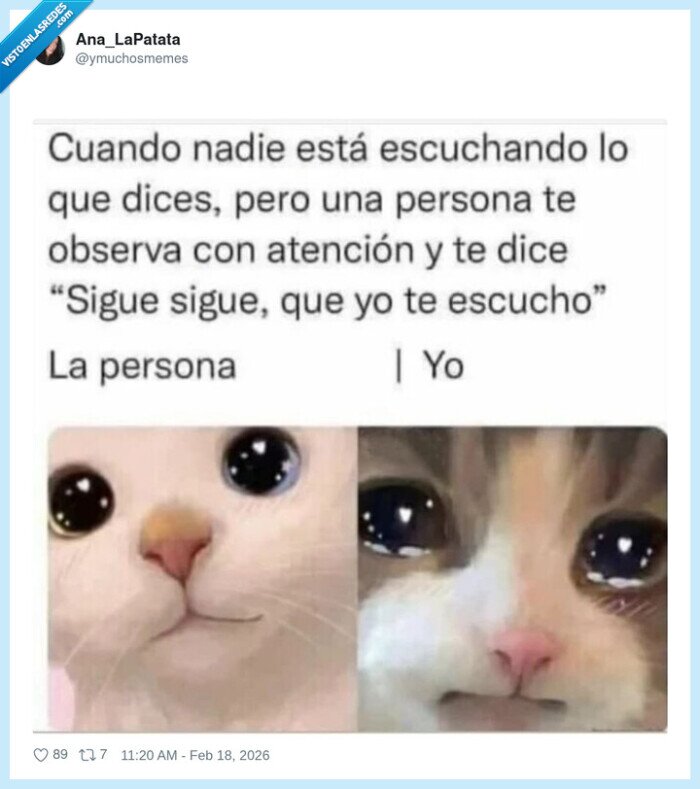 atenci&oacute;n,gatos,conversaci&oacute;n,timidez,twitter