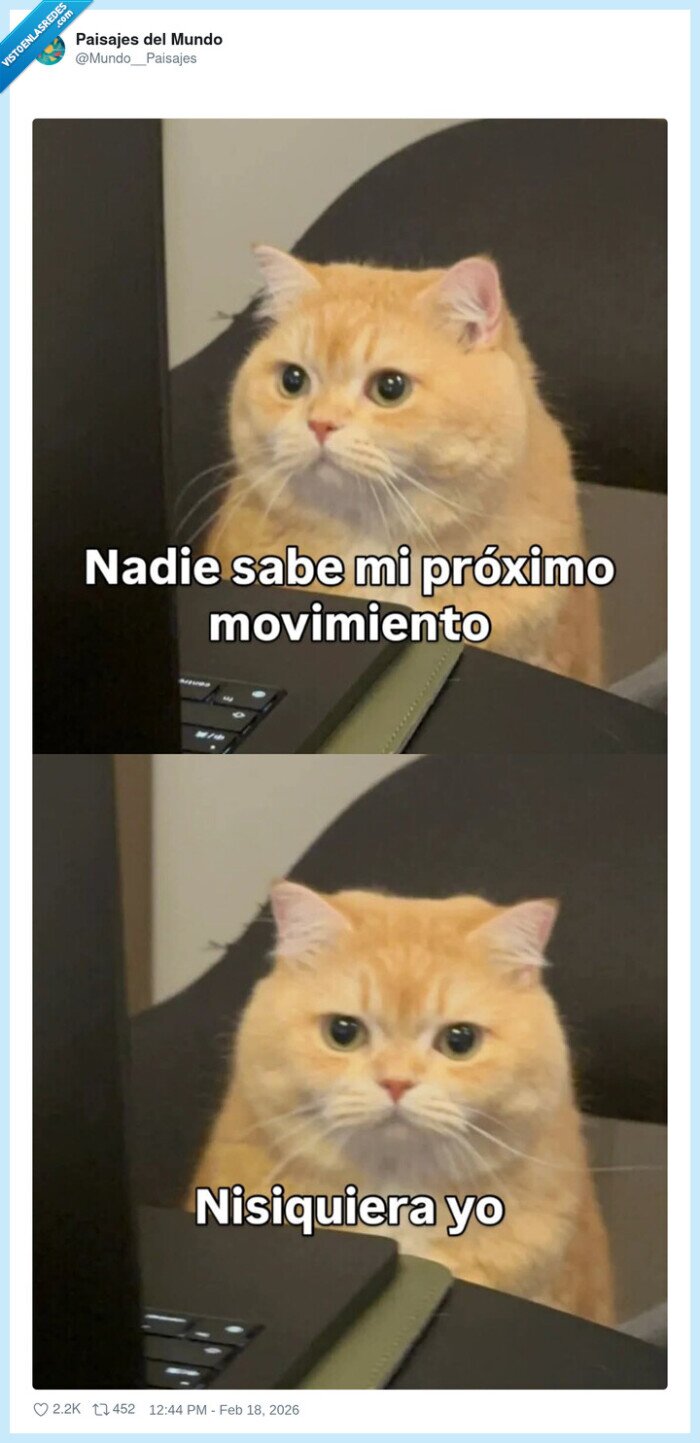 gato,indecisi&oacute;n,lunes,trabajo,planificaci&oacute;n