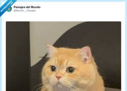 Enlace a Yo entrando en el día con un plan y saliendo con cero dignidad y dos siestas, por @Mundo__Paisajes