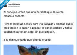 Enlace a Tan tontos no son