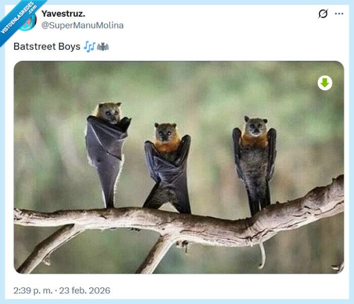 backstreet boys,murci&eacute;lago