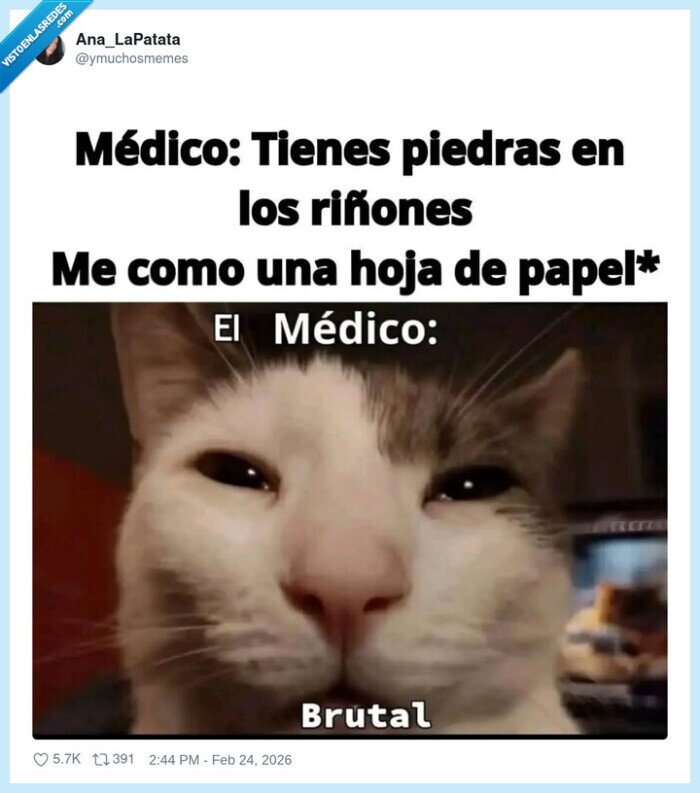 ri&ntilde;ones,m&eacute;dico,agua,gato,salud