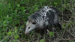 Enlace a Yo intentando hacer recados y toda la plantilla viniéndose conmigo, por @RincnCuriosoo