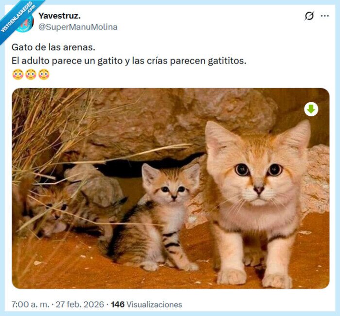 gato,arenas,gatito