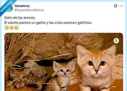 Enlace a So cute! por @supermanumolina