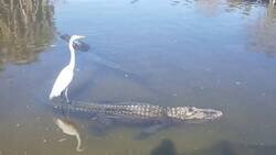 Enlace a Yo en la oficina: por fuera tranquilito, por dentro con un cocodrilo, por @En_jupiter_