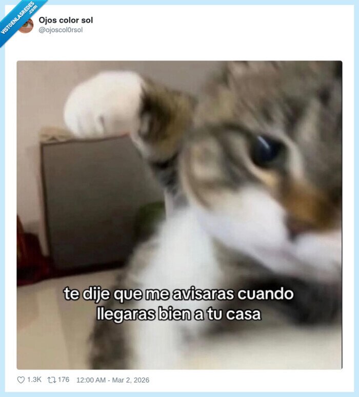 gato,whatsapp,sobreproteccion,mensajes,pareja