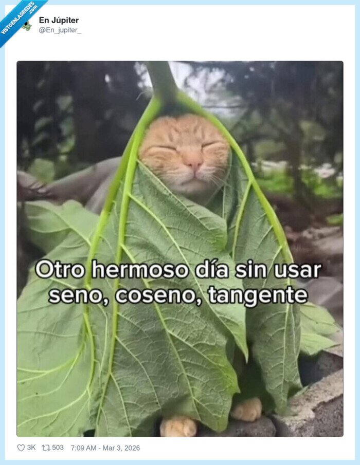 matem&aacute;ticas,trigonometr&iacute;a,gato,universidad,adultos