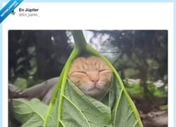 Enlace a Tanto estudiar para nada, por @En_jupiter_