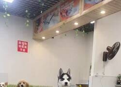 Enlace a El Golden puso la cara de “yo solo quería cariño” y el Husky ya está montando el golpe de Estado, por @PropositoyVida