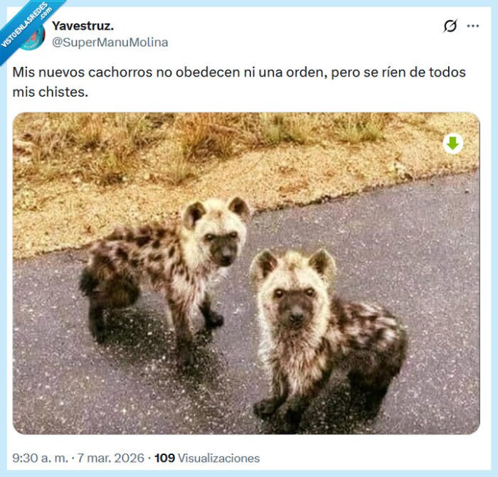 hienas,cachorros,re&iacute;r,chistes,obedecer