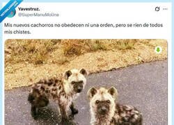 Enlace a Te hienan con su amor por @supermanumolina