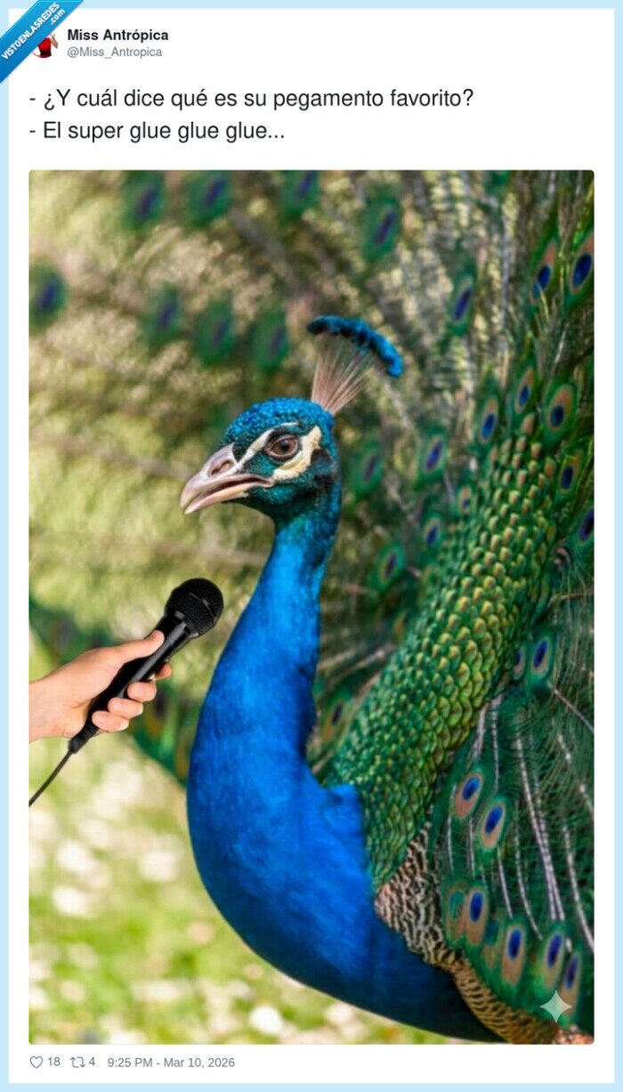 pavo,entrevista,microfono,postureo,plumas