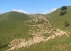 Enlace a Otros perros: vuelven cuando les llamas. / Mi perro: se apunta a una manifestación y tira millas, por @Animalesaprieto