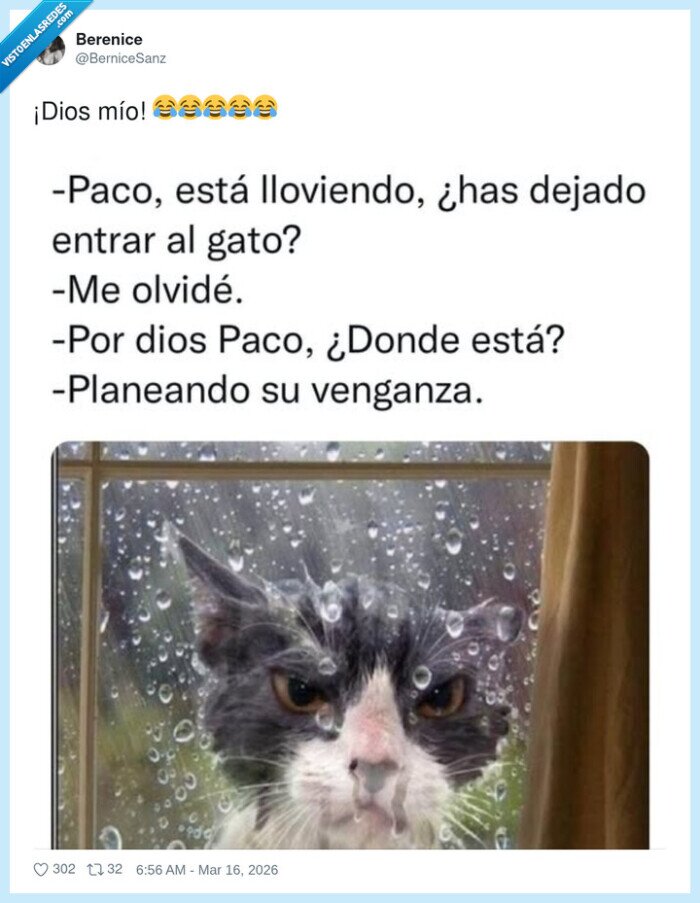 gato,lluvia,venganza,ventana,olvido