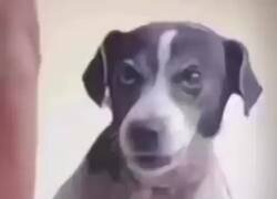 Enlace a ¿Que me has rechazado? Pues mira qué rápido me vuelve a salir la vocación, por @MundoDeBigotes