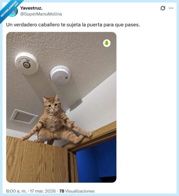 caballero,gato,sujetar,puerta